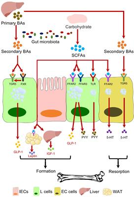 The associations of gut microbiota, endocrine system and bone metabolism